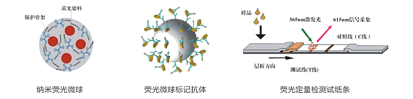 β-內(nèi)酰胺類熒光定量快速檢測(cè)卡/試紙條