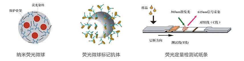 維生素B12熒光定量快速檢測試紙條